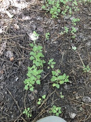 Chenopodium fremontii
