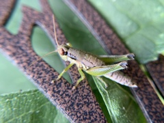 Melanoplus gracilis