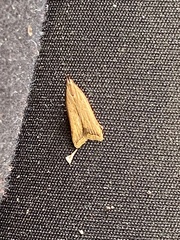 Dichomeris heriguronis