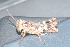 Melanoplus punctulatus