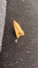 Dichomeris heriguronis