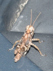Melanoplus punctulatus