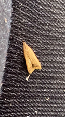 Dichomeris heriguronis