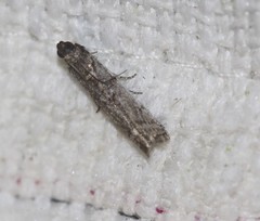 Homoeosoma vagella