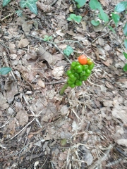 Arum elongatum