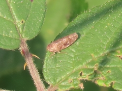 Allygidius commutatus