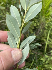 Salix pedicellaris