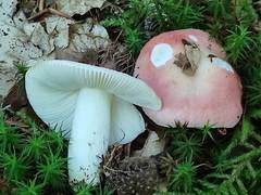 Russula silvestris