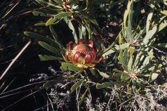 Protea acuminata