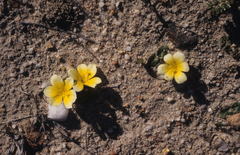 Moraea luteoalba