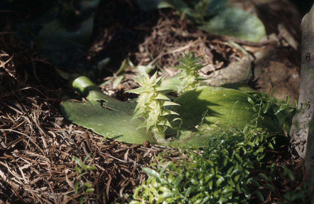Massonia bifolia, Matsiekammberg