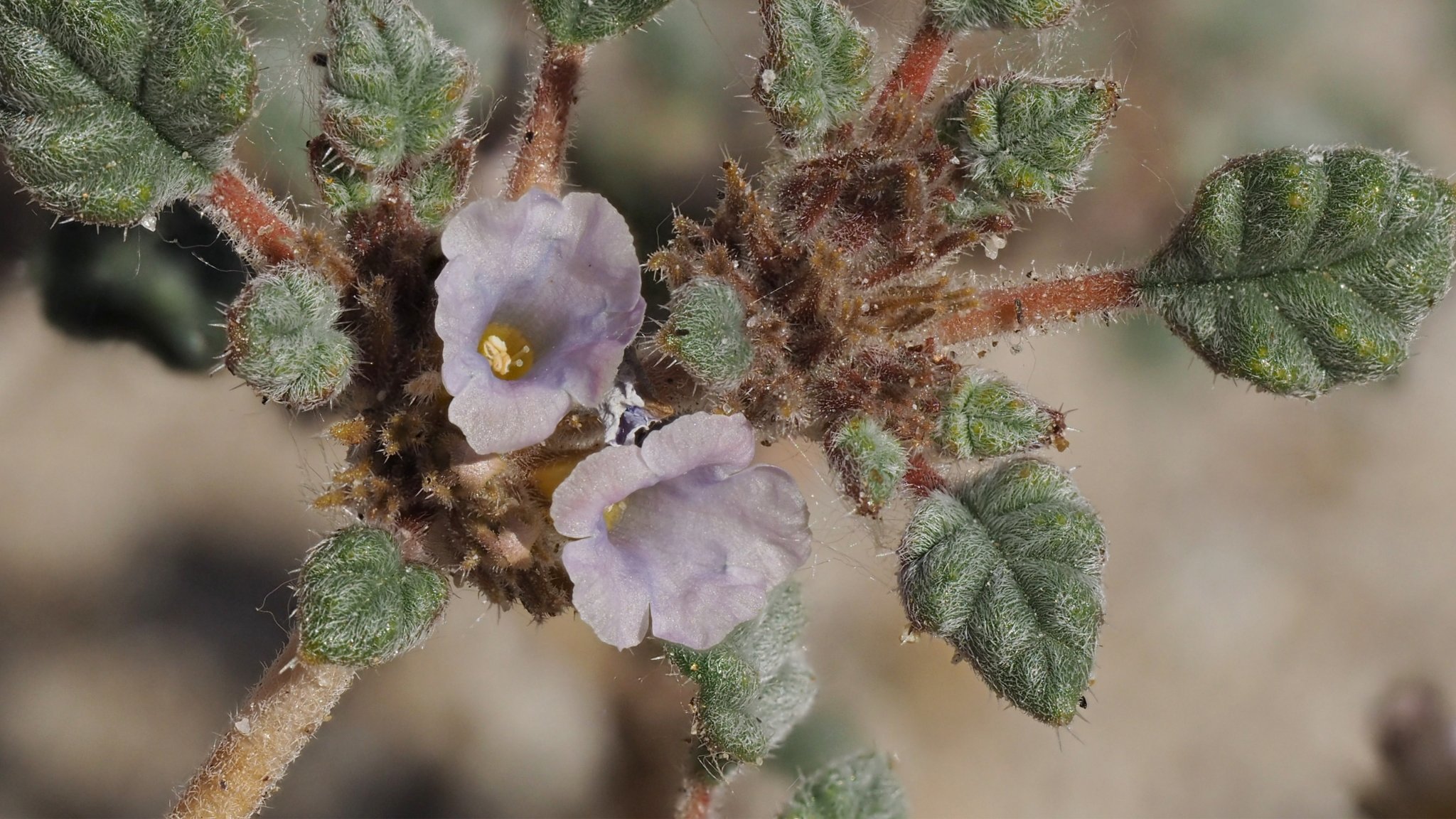 Tiquilia palmeri