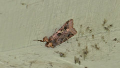 Cerastis enigmatica