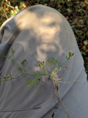 Torilis leptophylla