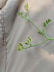 Torilis leptophylla