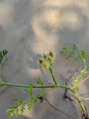 Torilis leptophylla