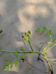 Torilis leptophylla