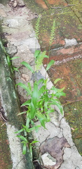 Setaria latifolia