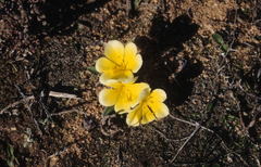 Moraea luteoalba