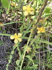 Hypericum denticulatum