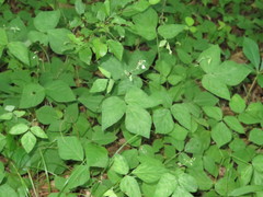 Hylodesmum pauciflorum