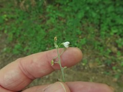 Hylodesmum pauciflorum
