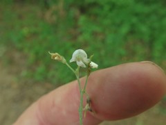 Hylodesmum pauciflorum