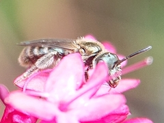 Lasioglossum morio