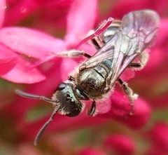 Lasioglossum morio