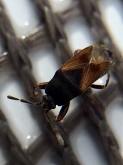 Tropistethus holosericus