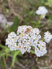 Phytocoris varipes