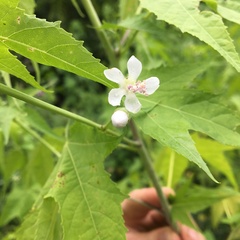 Ripariosida hermaphrodita