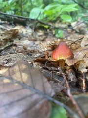 Hygrocybe