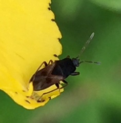 Tropistethus holosericus