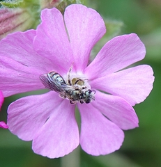 Lasioglossum morio