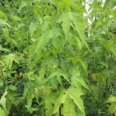 Ripariosida hermaphrodita