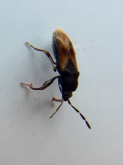 Tropistethus holosericus