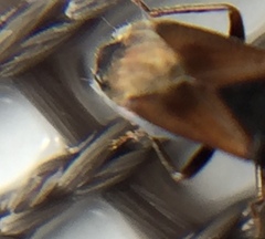 Tropistethus holosericus