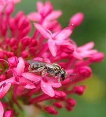 Lasioglossum morio