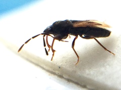 Tropistethus holosericus