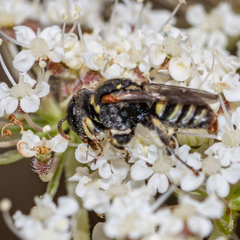 Oxybelus emarginatus