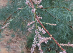 Tamarix africana