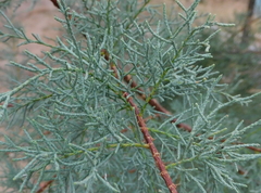 Tamarix africana
