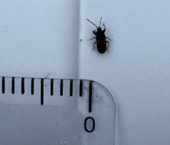 Tropistethus holosericus