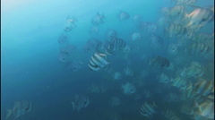 Pacific Spadefish photo 2