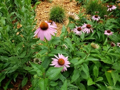 Echinacea purpurea