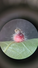 Caryomyia holotricha