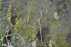 Crotalus ravus ravus