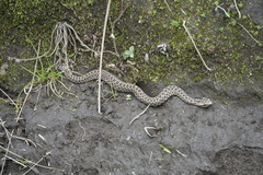 Crotalus ravus ravus