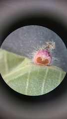 Caryomyia holotricha